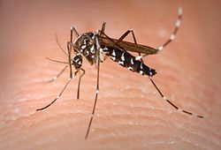 250px-Aedes_Albopictus.jpg